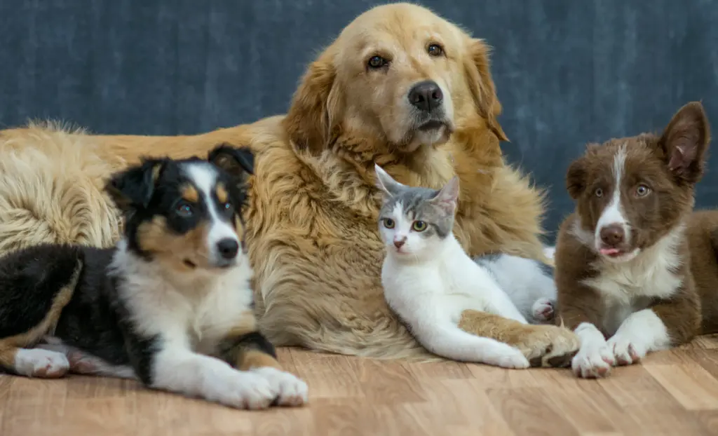 Responsible Pet Care