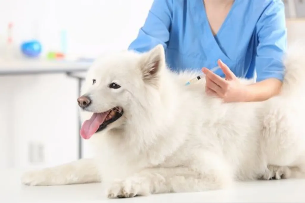 Veterinaries Pet Care: Expert Tips for Healthy Pets
