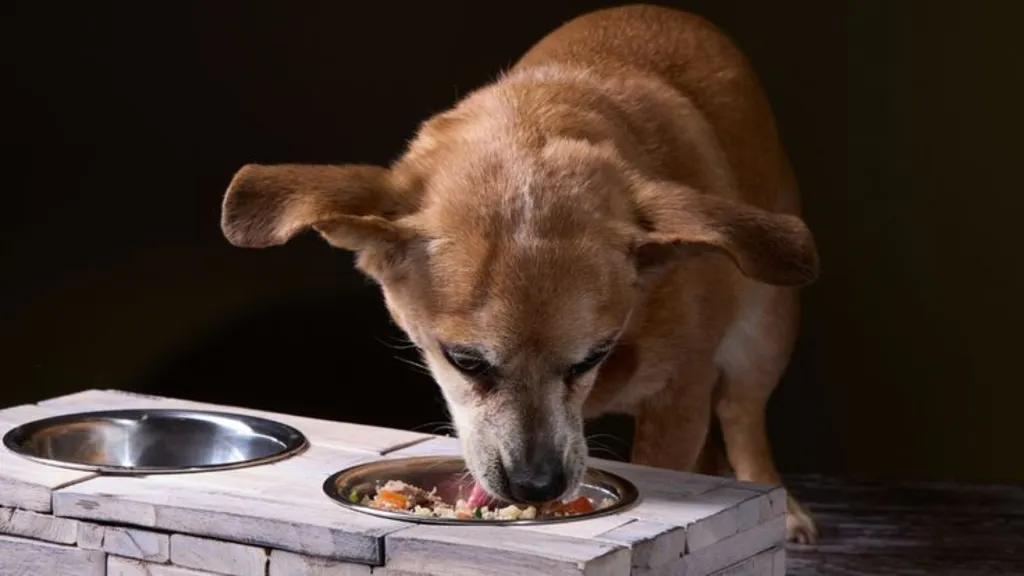 Comprehensive Guide to Pet Care