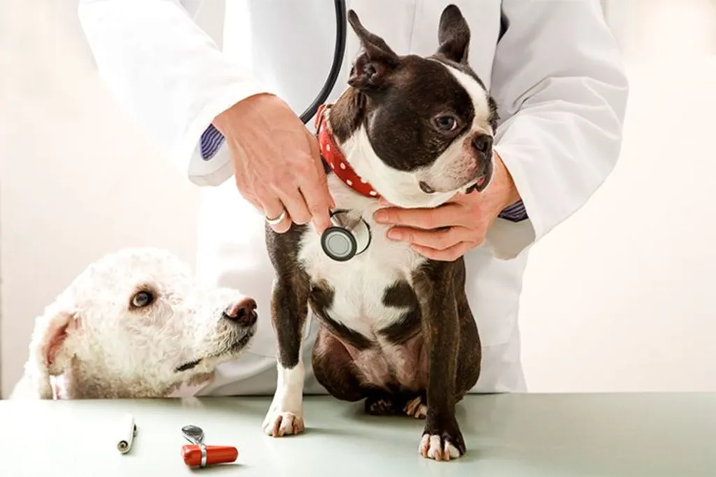Thrive Pet Care: Your Pet’s Path to a Healthy and Happy Life