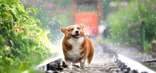 United Pet Care