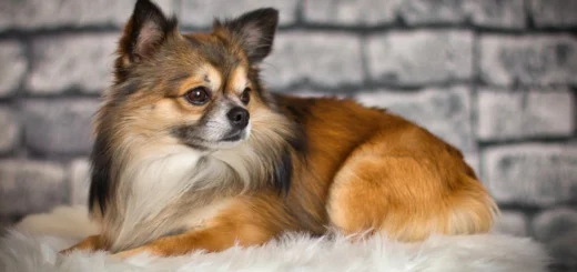 Dog Care Tips