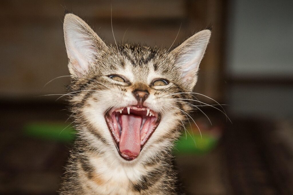 Pet Dental Health: Essential Tips for Healthy Teeth