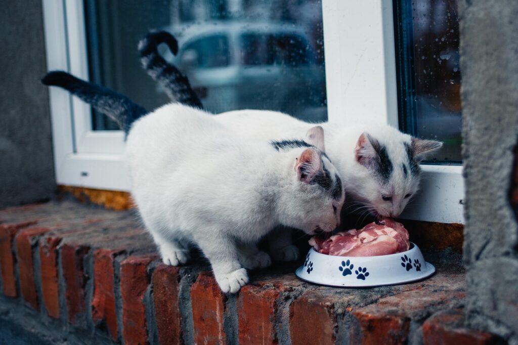 Pet Healthcare Tips: Essential Advice for Pets