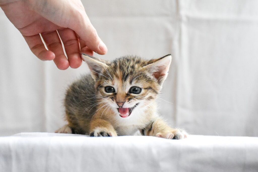Pet Day Care: The Ultimate Guide for Pet Owners