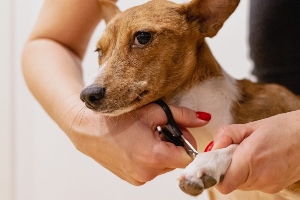 Pet Day Care: The Ultimate Guide for Pet Owners