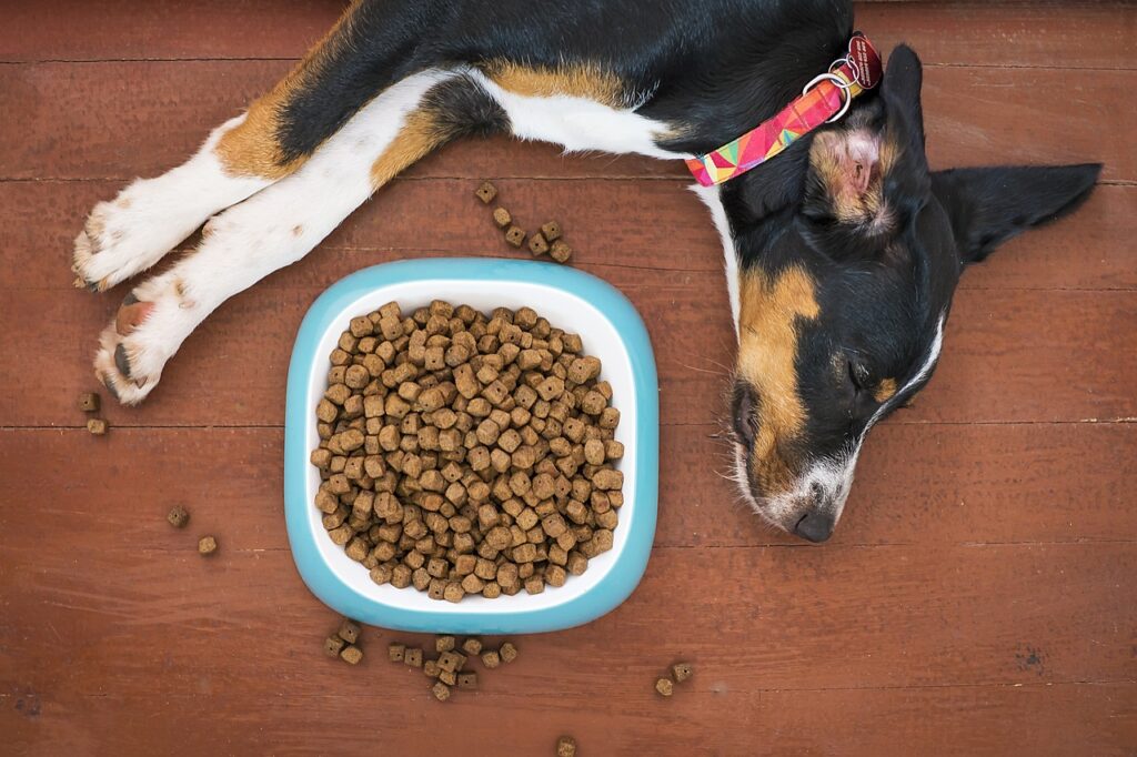 Primary Pet Care: Essential Tips for a Healthy Pet
