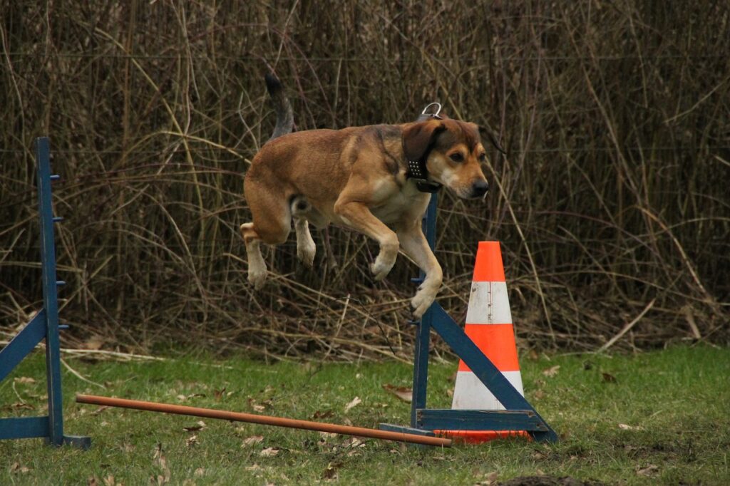 Best Exercises for Pets to Keep Them Fit and Healthy