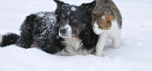Primary Pet Care