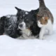 Primary Pet Care