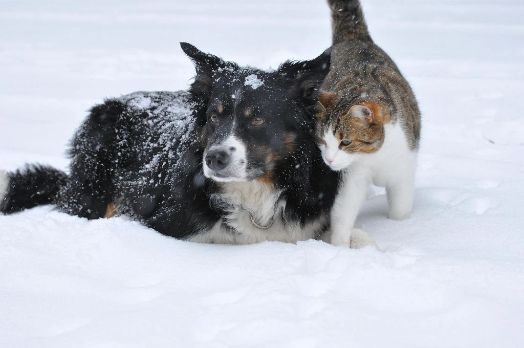 Primary Pet Care