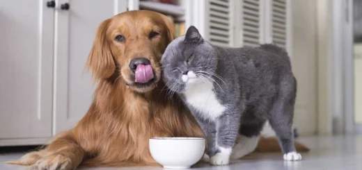 Veterinaries Pet Care