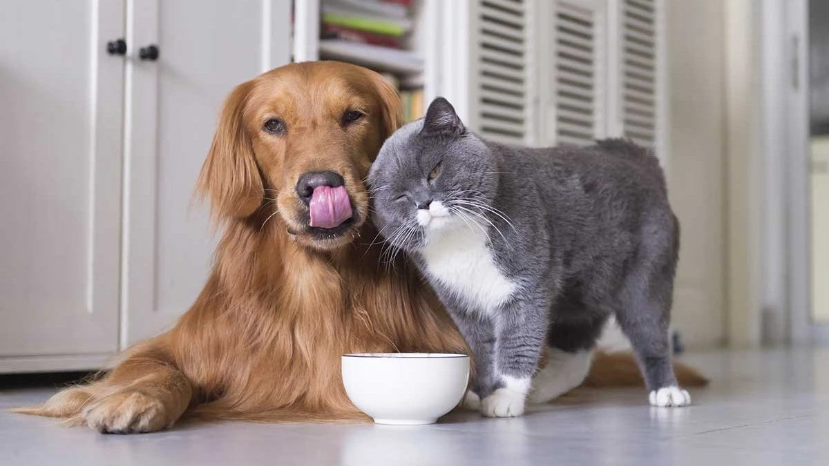 Veterinaries Pet Care