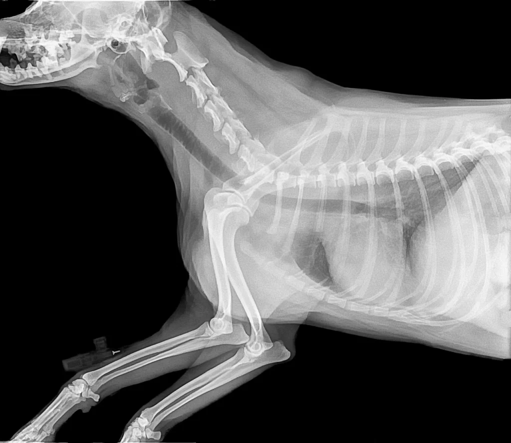 Emergency pet care