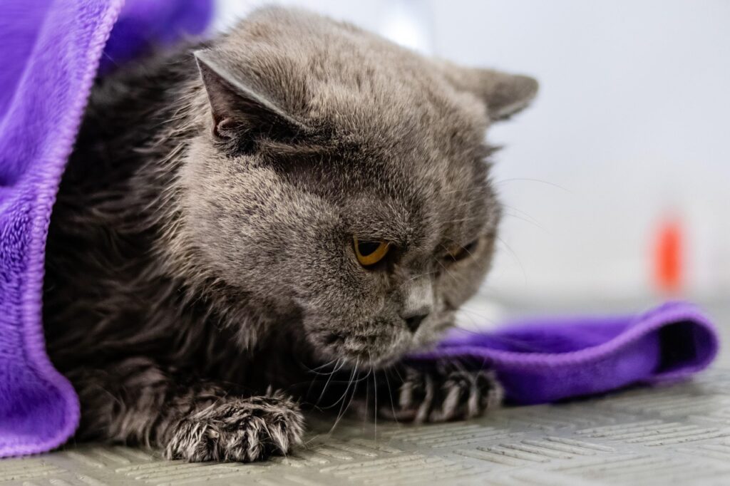 Pet Healthcare Tips: Essential Advice for Pets
