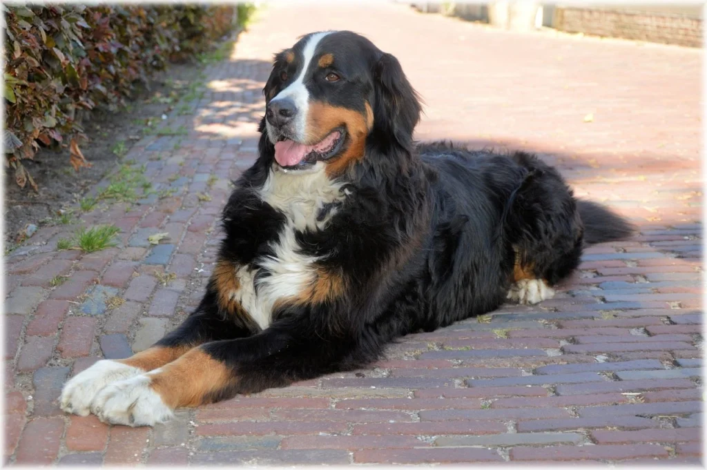 How to Choose a Vet: Key Tips for Pet Owners