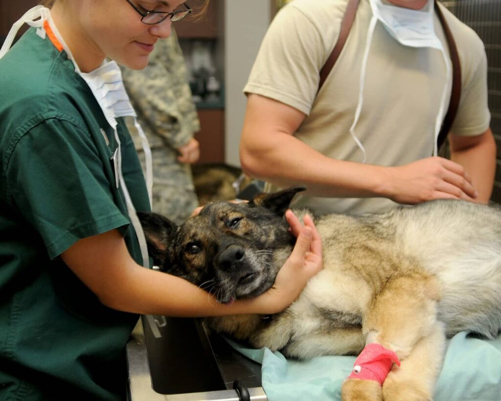 How to Choose a Vet: Key Tips for Pet Owners