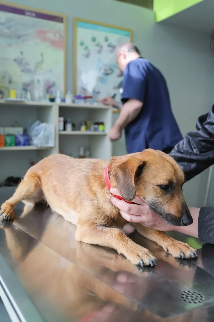Importance of Vaccinations for Pets