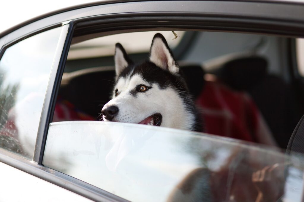 Complete Pet Care