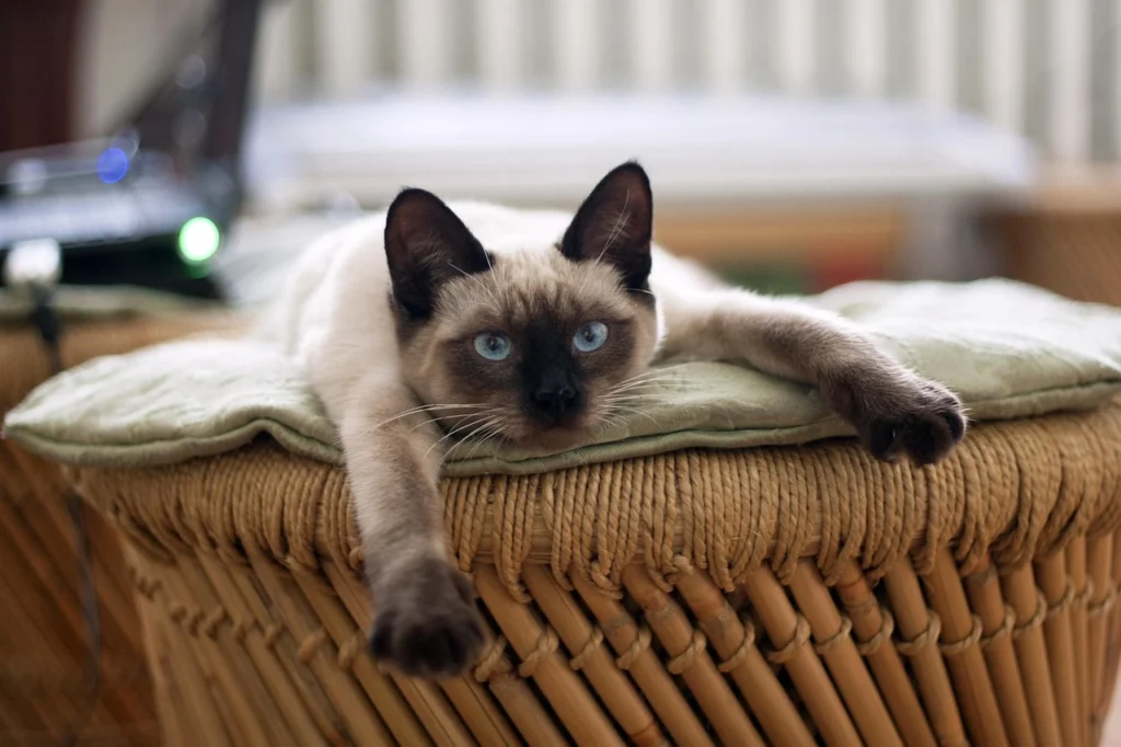 Emergency pet care