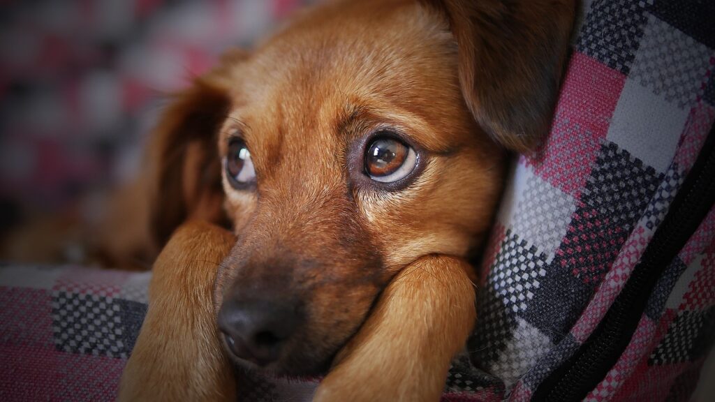 United Pet Care