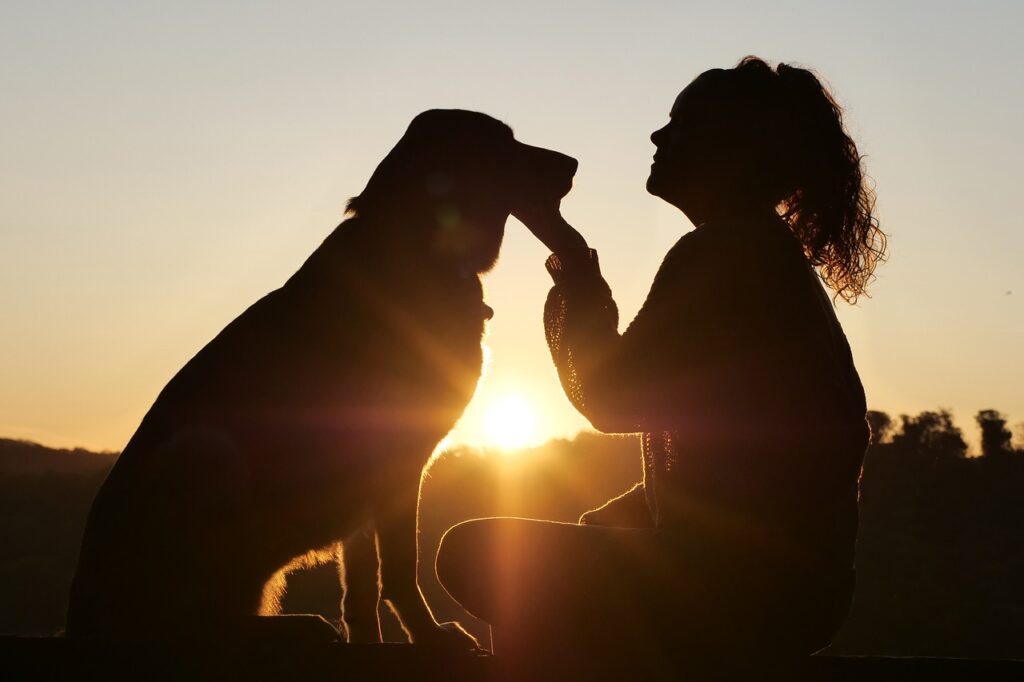 Pet and Care