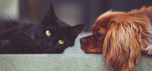 Easy to Take Care of Pets