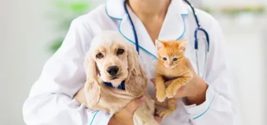 Best Care Pet Hospital