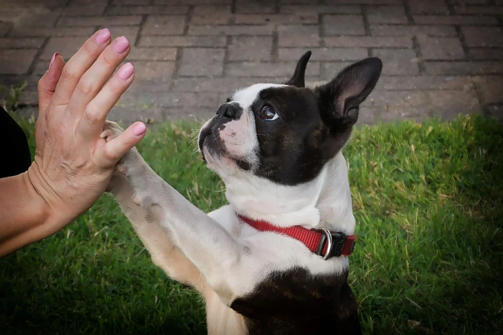 Pet Care Services: Comprehensive Solutions for Your Pet's Well-being