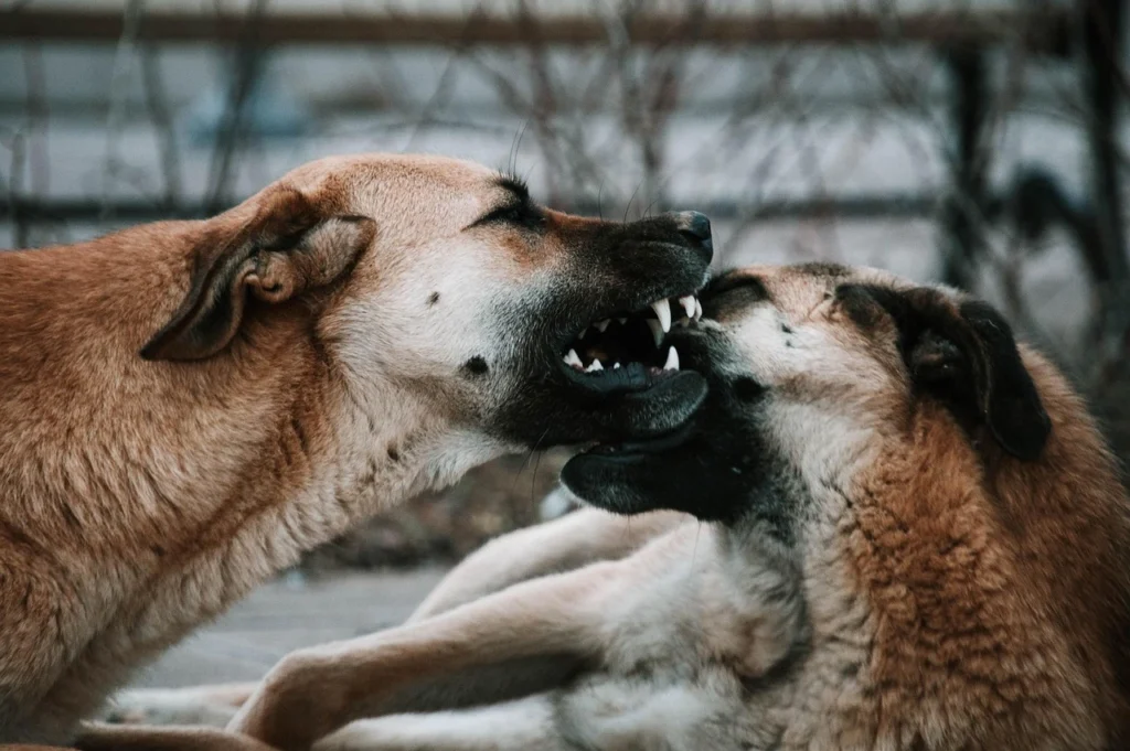 Pet Dental Care: Tips for Healthy Teeth and Gums