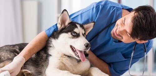 Affordable Pet Care