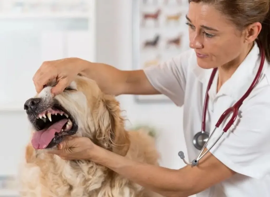Pet and Care