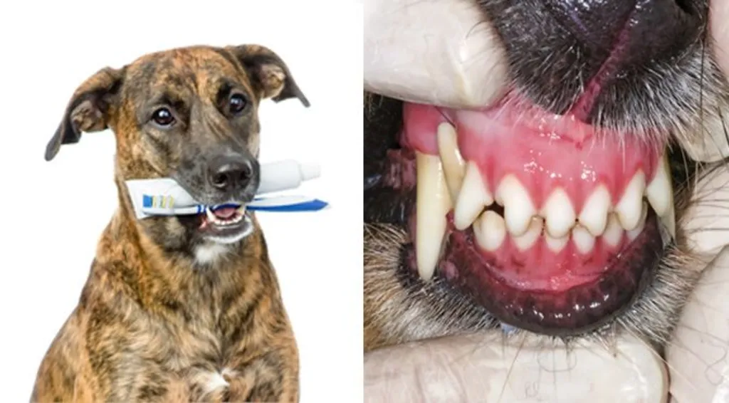Pet Dental Health: Essential Tips for Healthy Teeth