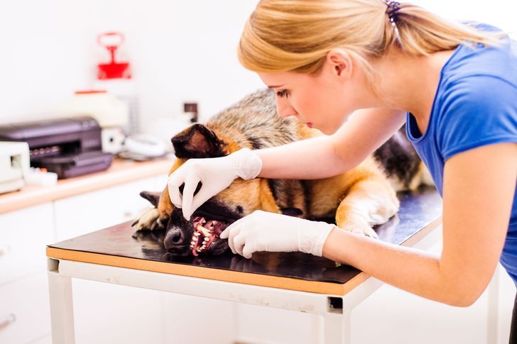 Pet Dental Care: Tips for Healthy Teeth and Gums