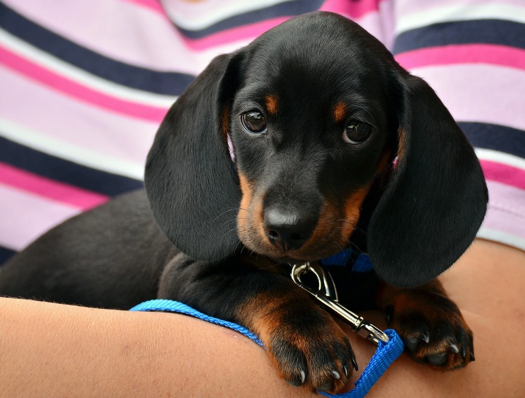Pet Emergency Care