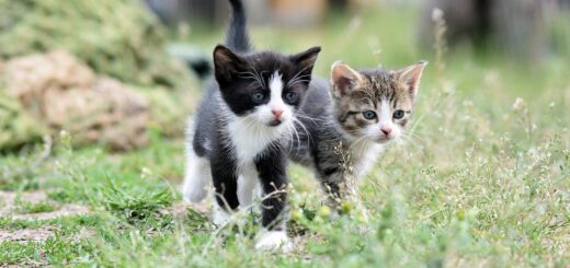 pet healthcare tips