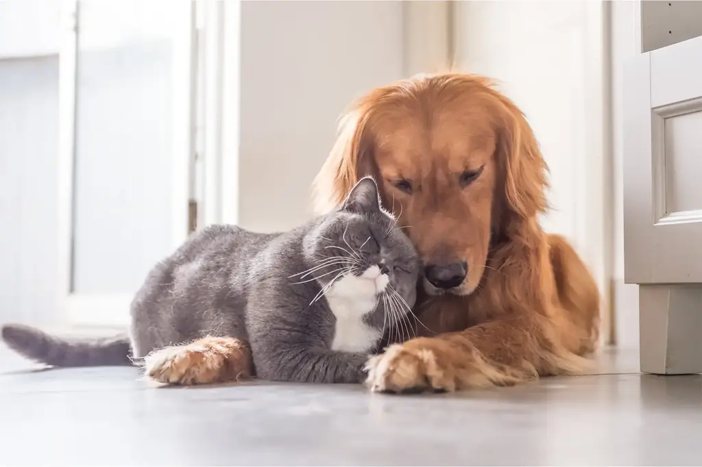 Primary Pet Care: Essential Tips for a Healthy Pet