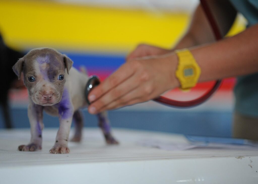 Routine Pet Care Checklist for Happy, Healthy Pets
