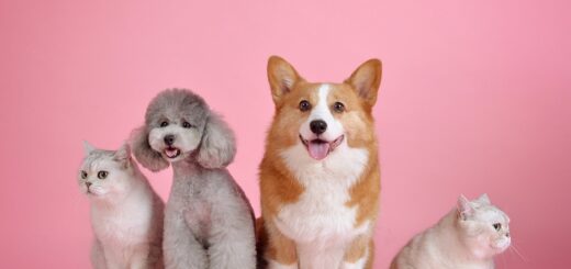 Routine Pet Care Checklist
