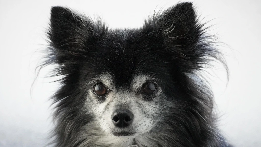 True Care for Pets Begins at Home