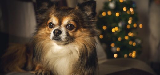 True Care for Pets