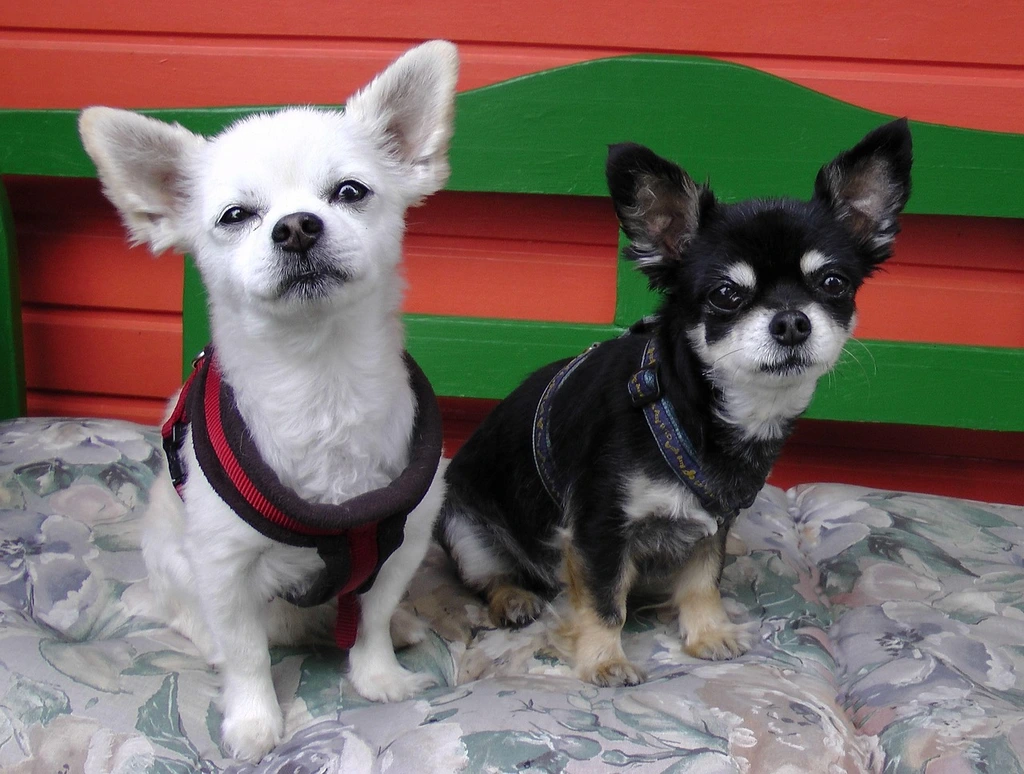 Vet Care Pet Clinic: Top Pet Health Services in Your Area