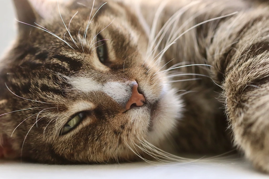 Vet Care Pet Clinic: Top Pet Health Services in Your Area