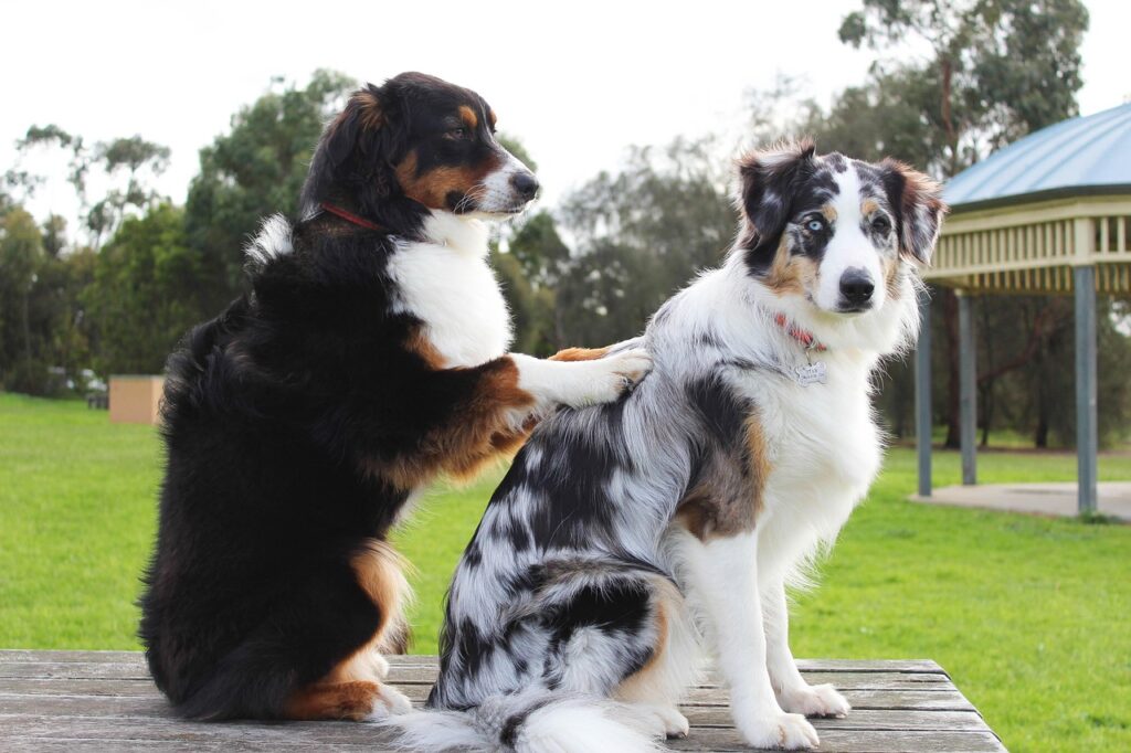 VIP Pet Care Services Guide