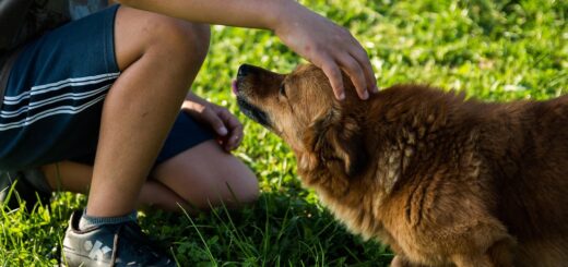 VIP Pet Care