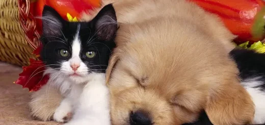 All City Pet Care East