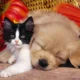 All City Pet Care East