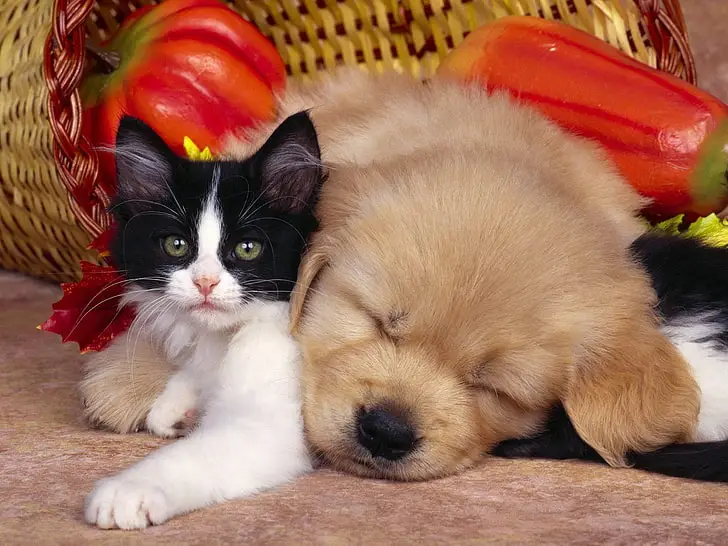 All City Pet Care East