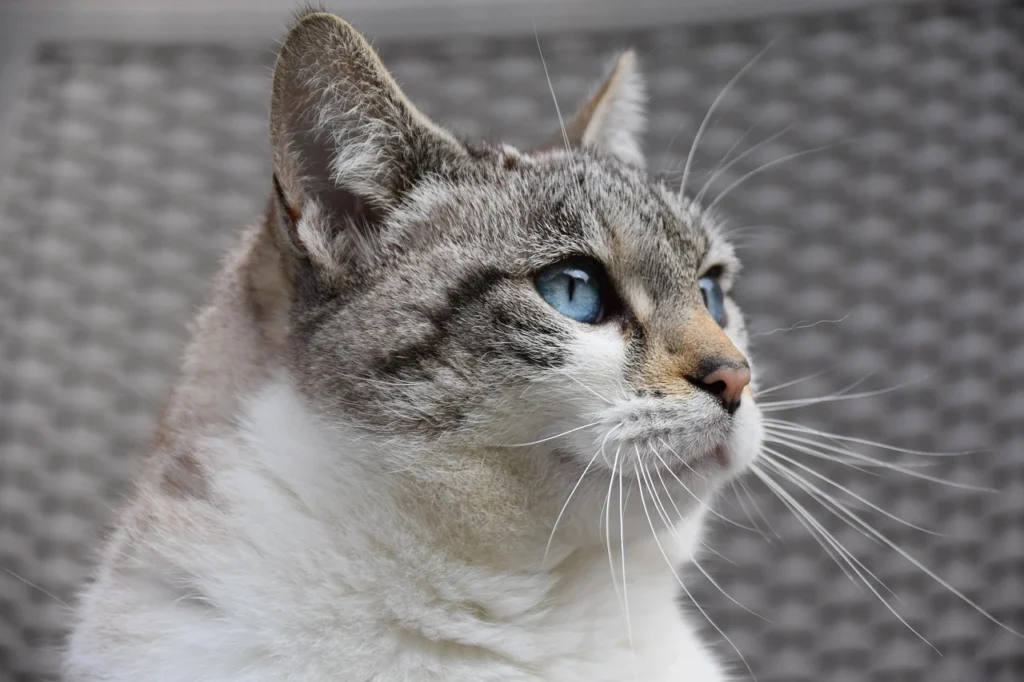 All Pet Care Clearwater