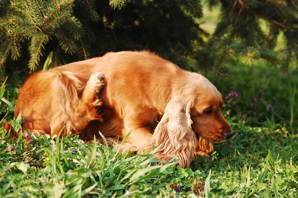 All Pet Care Clearwater: Your One-Stop Solution for Pet Health